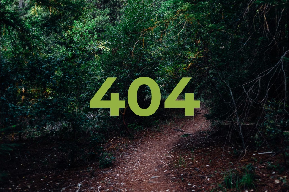 404 image of forest